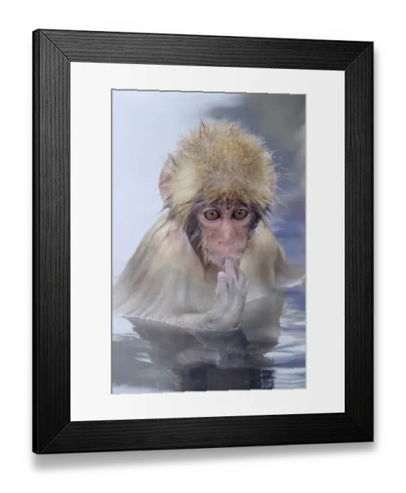 Framed Print : Young Japanese Macaque or Snow Monkey -Macaca fuscata-, sucking finger, Affenpark Jigokudani, Nagano Prafektur, Japan Framed Print : Young Japanese Macaque or Snow Monkey -Macaca fuscata-, sucking finger, Affenpark Jigokudani, Nagano Prafektur, Japan