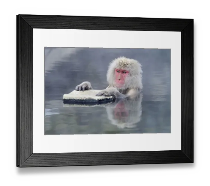 Framed Print : Japanese Macaque or Snow Monkey -Macaca fuscata-, holding onto a rock, Affenpark Jigokudani, Nagano Prafektur, Japan Framed Print : Japanese Macaque or Snow Monkey -Macaca fuscata-, holding onto a rock, Affenpark Jigokudani, Nagano Prafektur, Japan