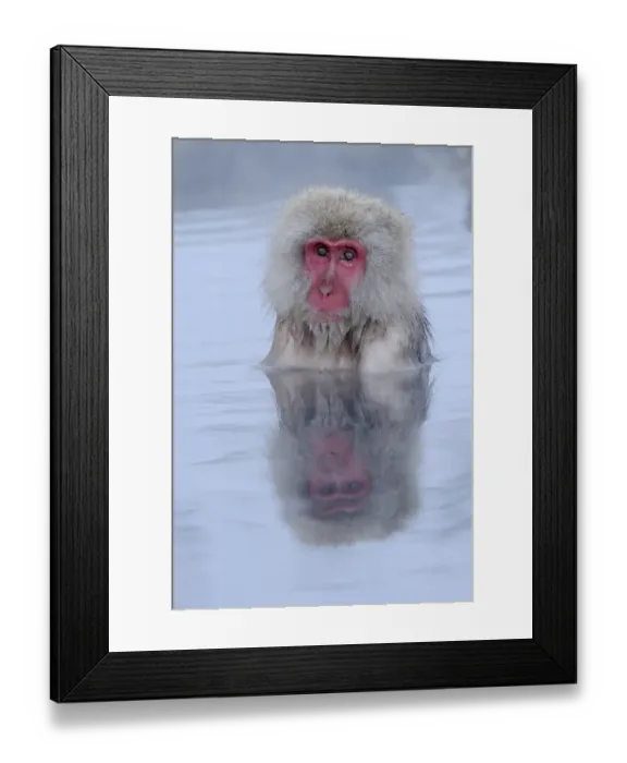 Framed Print : Japanese Macaque or Snow Monkey -Macaca fuscata-, taking a bath in a hot spring, with reflection, Affenpark Jigokudani, Nagano Prafektur, Japan Framed Print : Japanese Macaque or Snow Monkey -Macaca fuscata-, taking a bath in a hot spring, with reflection, Affenpark Jigokudani, Nagano Prafektur, Japan