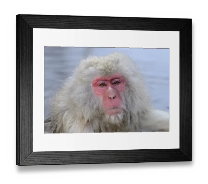 Framed Print : Japanese Macaque or Snow Monkey -Macaca fuscata-, portrait, Affenpark Jigokudani, Nagano Prafektur, Japan Framed Print : Japanese Macaque or Snow Monkey -Macaca fuscata-, portrait, Affenpark Jigokudani, Nagano Prafektur, Japan