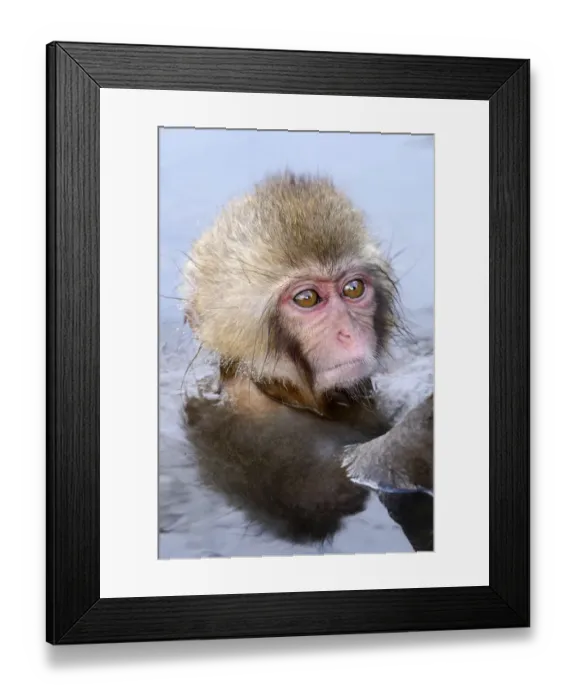 Framed Print : Young Japanese Macaque or Snow Monkey -Macaca fuscata-, portrait, Affenpark Jigokudani, Nagano Prafektur, Japan Framed Print : Young Japanese Macaque or Snow Monkey -Macaca fuscata-, portrait, Affenpark Jigokudani, Nagano Prafektur, Japan