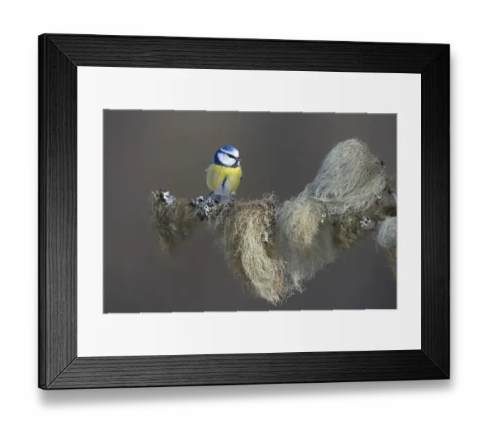 Framed Print : Blue Tit -Cyanistes caeruleus- perched on a spruce branch covered in beard lichen, Swabian Alb biosphere reserve, Baden-Wurttemberg, Germany Framed Print : Blue Tit -Cyanistes caeruleus- perched on a spruce branch covered in beard lichen, Swabian Alb biosphere reserve, Baden-Wurttemberg, Germany