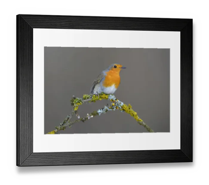 Framed Print : Robin -Erithacus rubecula- perched on a twig, Swabian Alb biosphere reserve, Schwabische Alb, Baden-Wurttemberg, Germany Framed Print : Robin -Erithacus rubecula- perched on a twig, Swabian Alb biosphere reserve, Schwabische Alb, Baden-Wurttemberg, Germany