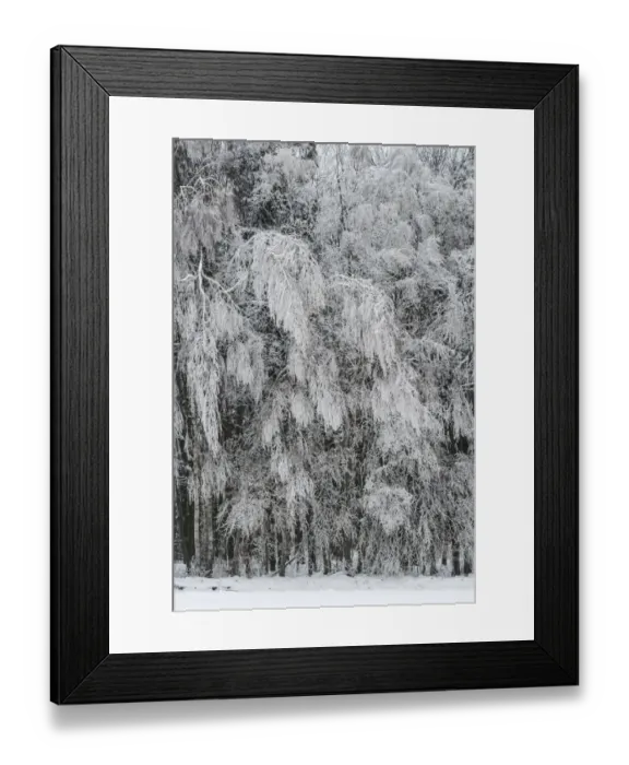Framed Print : Winter forest, Thaya Valley National Park, Lower Austria, Austria Framed Print : Winter forest, Thaya Valley National Park, Lower Austria, Austria