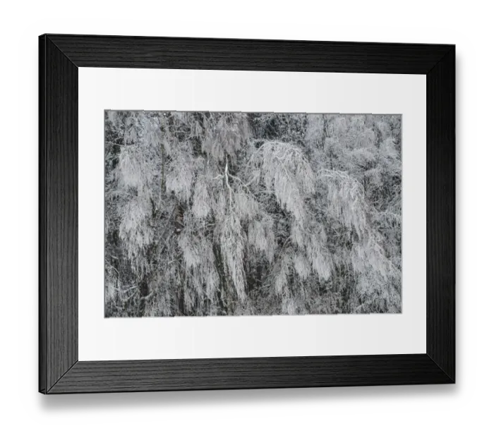 Framed Print : Snow-covered trees, Thaya Valley National Park, Lower Austria, Austria Framed Print : Snow-covered trees, Thaya Valley National Park, Lower Austria, Austria