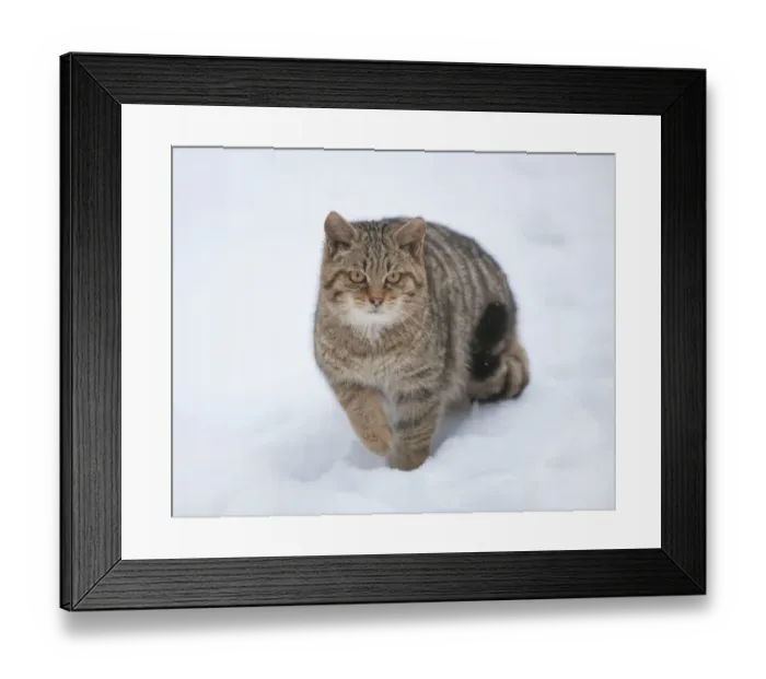 Framed Print : Wildcat -Felis silvestris- standing in the snow, captive, Baden-Wurttemberg, Germany Framed Print : Wildcat -Felis silvestris- standing in the snow, captive, Baden-Wurttemberg, Germany