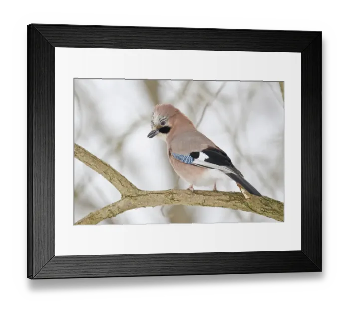 Framed Print : Eurasian Jay -falco tinnunculus- on branch, Hesse, Germany Framed Print : Eurasian Jay -falco tinnunculus- on branch, Hesse, Germany