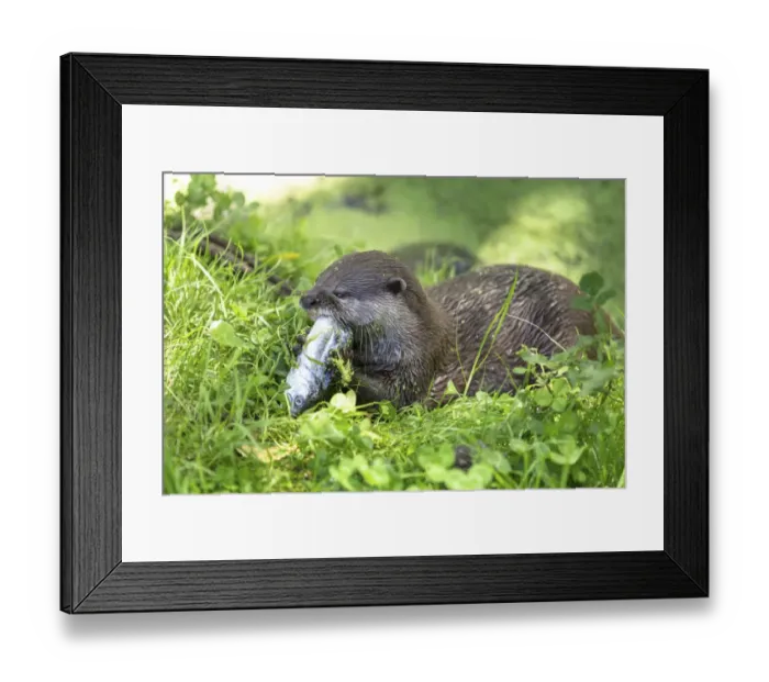 Framed Print : Asian Short-clawed Otter -Aonyx cinerea- eating a fish, Northwood, Christchurch, Canterbury Region, New Zealand Framed Print : Asian Short-clawed Otter -Aonyx cinerea- eating a fish, Northwood, Christchurch, Canterbury Region, New Zealand