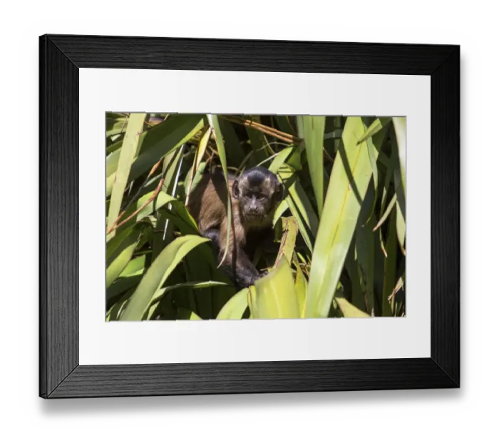 Framed Print : Tufted Capuchin, Black-capped Capuchin or Pin Monkey -Cebus apella-, infant sitting in a palm, Northwood, Christchurch, Canterbury Region, New Zealand Framed Print : Tufted Capuchin, Black-capped Capuchin or Pin Monkey -Cebus apella-, infant sitting in a palm, Northwood, Christchurch, Canterbury Region, New Zealand