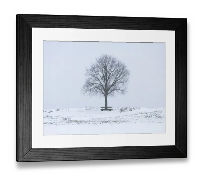 Framed Print : Lime Tree -Tilia spp. - and a wooden bench on a snow-covered field, Bavaria, Germany Framed Print : Lime Tree -Tilia spp. - and a wooden bench on a snow-covered field, Bavaria, Germany