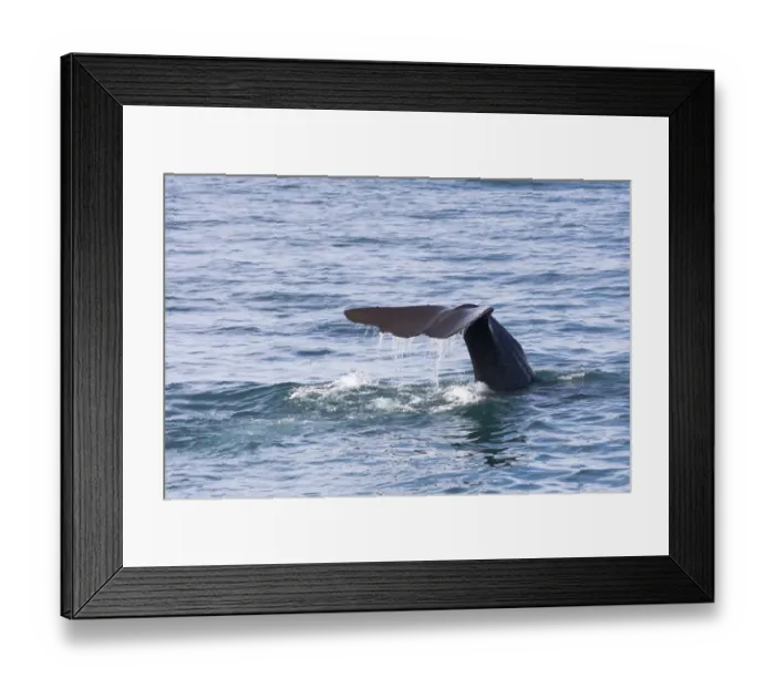 Framed Print : Fluke of a Sperm Whale -Physeter macrocephalus- while diving, Kaikoura, Canterbury Region, New Zealand Framed Print : Fluke of a Sperm Whale -Physeter macrocephalus- while diving, Kaikoura, Canterbury Region, New Zealand
