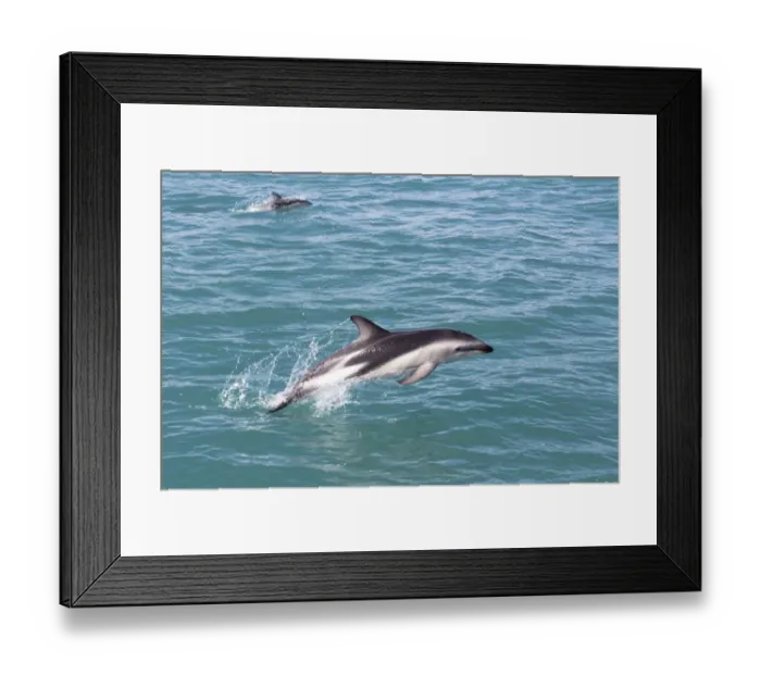 Framed Print : Hectors Dolphin -Cephalorhynchus hectori- jumping out of the water, Ferniehurst, Canterbury Region, New Zealand Framed Print : Hectors Dolphin -Cephalorhynchus hectori- jumping out of the water, Ferniehurst, Canterbury Region, New Zealand