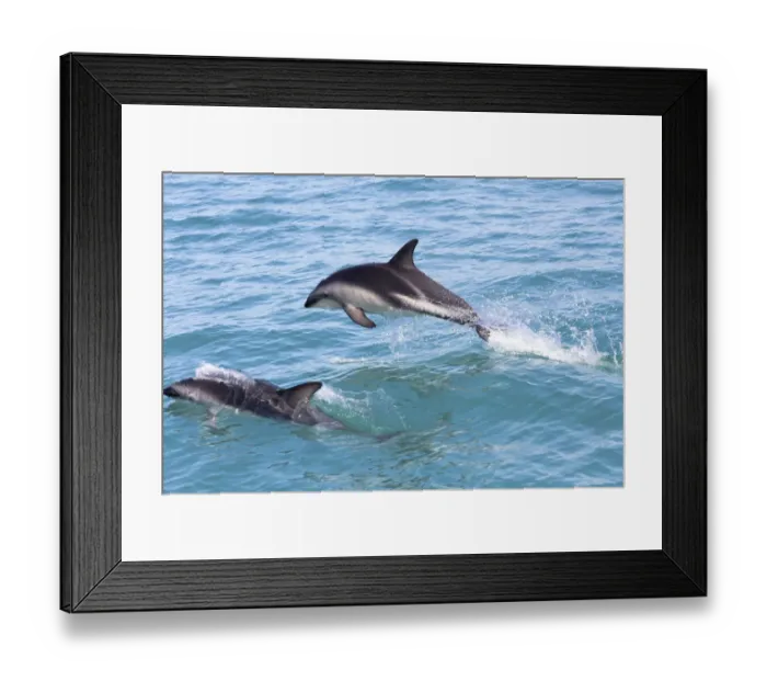 Framed Print : Hectors Dolphins -Cephalorhynchus hectori- jumping out of the water, Ferniehurst, Canterbury Region, New Zealand Framed Print : Hectors Dolphins -Cephalorhynchus hectori- jumping out of the water, Ferniehurst, Canterbury Region, New Zealand