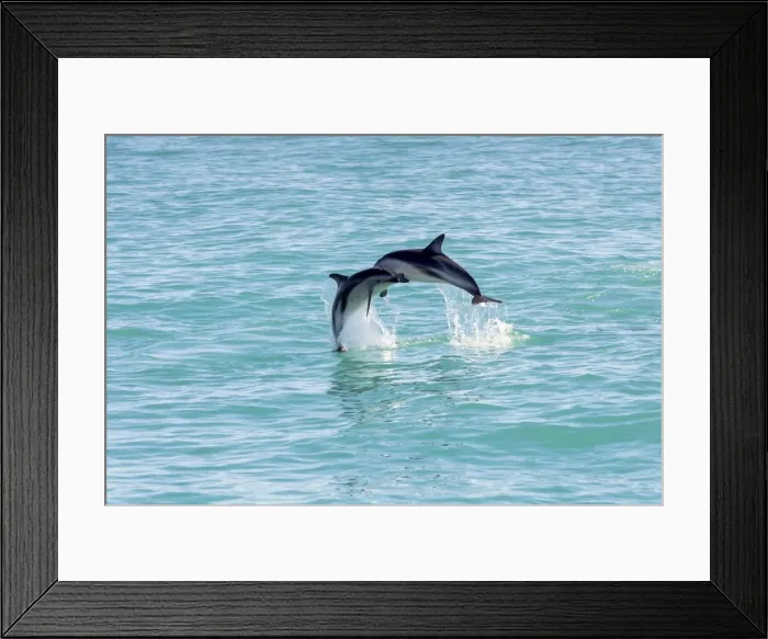Framed Print : Two Hectors Dolphins -Cephalorhynchus hectori- meeting in the air while jumping out of the water, Ferniehurst, Canterbury Region, New Zealand Framed Print : Two Hectors Dolphins -Cephalorhynchus hectori- meeting in the air while jumping out of the water, Ferniehurst, Canterbury Region, New Zealand