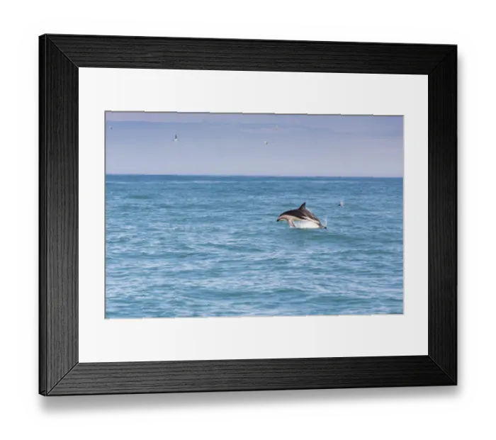 Framed Print : Hectors Dolphin -Cephalorhynchus hectori- jumping out of the water, Ferniehurst, Canterbury Region, New Zealand Framed Print : Hectors Dolphin -Cephalorhynchus hectori- jumping out of the water, Ferniehurst, Canterbury Region, New Zealand
