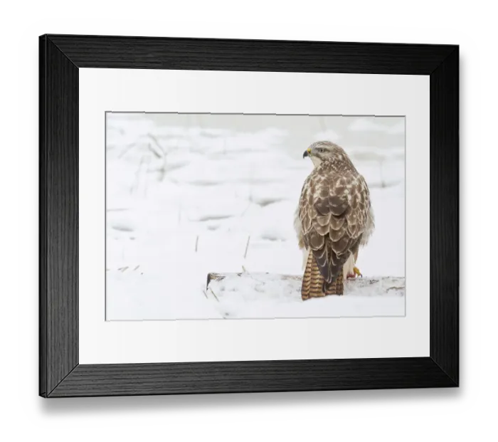 Framed Print : Buzzard -Buteo buteo- in the snow, Hesse, Germany Framed Print : Buzzard -Buteo buteo- in the snow, Hesse, Germany