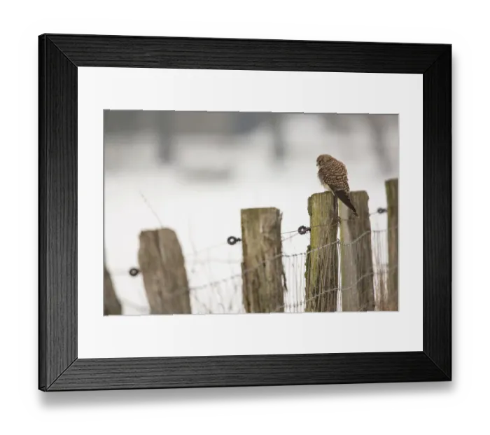 Framed Print : Kestrel -Falco tinnunculus-, perched on a fence post, Bislicher Insel, North Rhine-Westphalia, Germany Framed Print : Kestrel -Falco tinnunculus-, perched on a fence post, Bislicher Insel, North Rhine-Westphalia, Germany