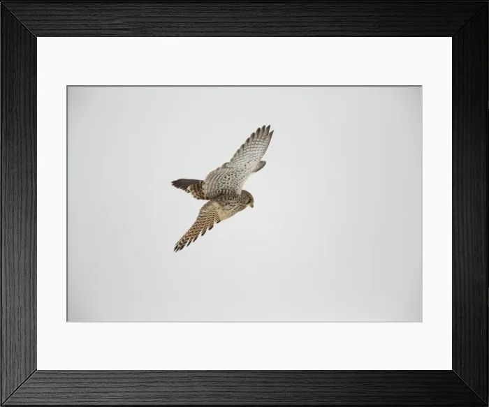 Framed Print : Kestrel -Falco tinnunculus-, hovering flight, Bislicher Insel, North Rhine-Westphalia, Germany