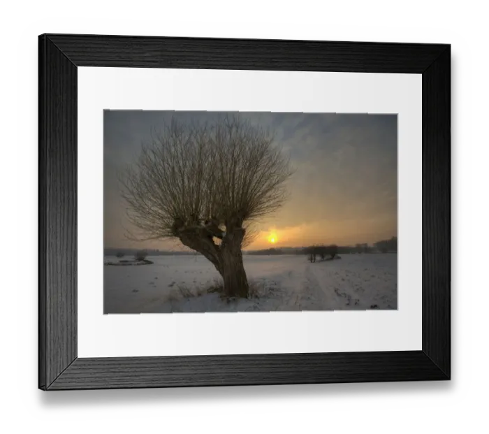 Framed Print : Landscape with a pollard willow at sunset, Bislicher Insel, North Rhine-Westphalia, Germany