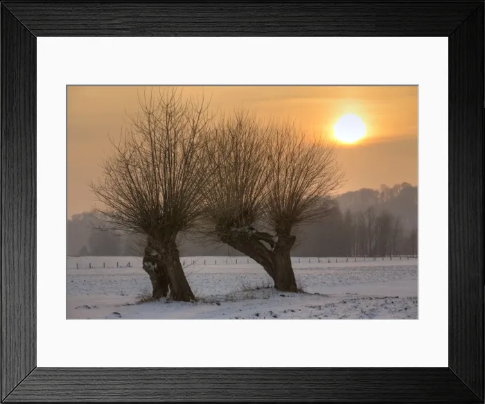 Framed Print : Pollard willows in the nature reserve of Bislicher Island at sunset, Bislicher Insel, North Rhine-Westphalia, Germany
