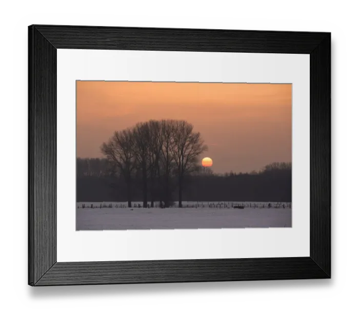 Framed Print : Poplars in the nature reserve of Bislicher Island at sunset, Bislicher Insel, North Rhine-Westphalia, Germany Framed Print : Poplars in the nature reserve of Bislicher Island at sunset, Bislicher Insel, North Rhine-Westphalia, Germany