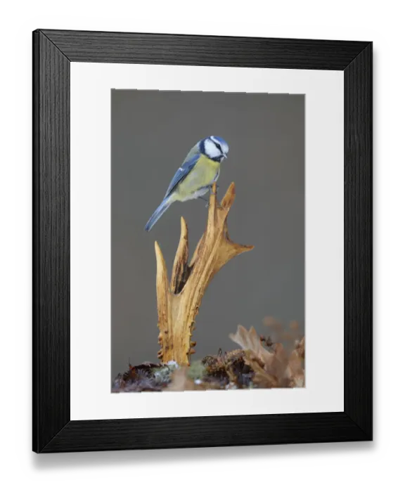 Framed Print : Blue Tit -Cyanistes caeruleus- perched on deer antlers in the show, Swabian Alb biosphere reserve, Baden-Wurttemberg, Germany Framed Print : Blue Tit -Cyanistes caeruleus- perched on deer antlers in the show, Swabian Alb biosphere reserve, Baden-Wurttemberg, Germany