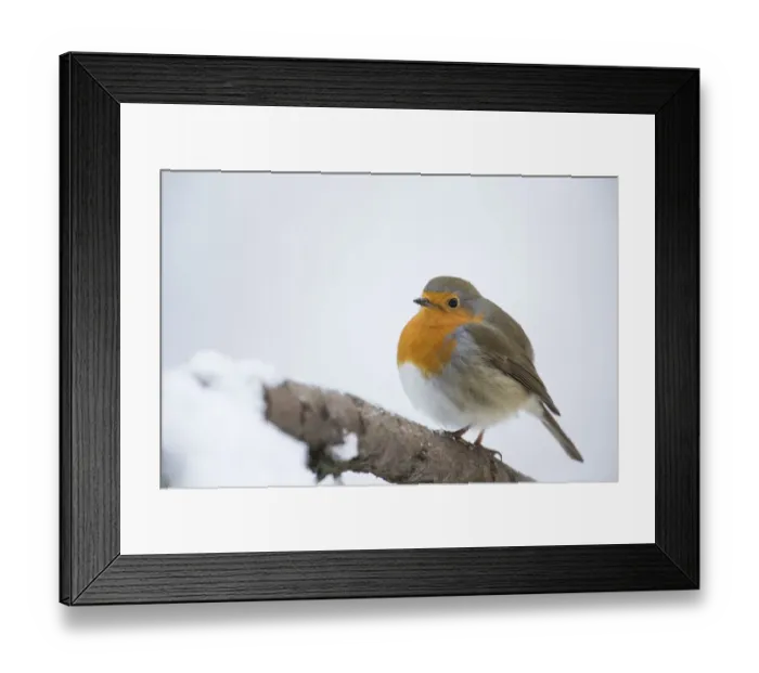 Framed Print : Robin -Erithacus rubecula-, Bensberg, Bergisches Land, North Rhine-Westphalia, Germany