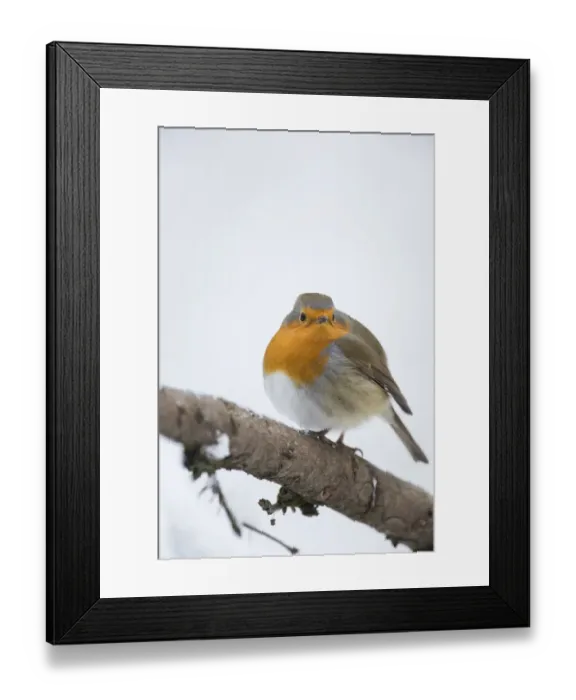 Framed Print : Robin -Erithacus rubecula-, Bensberg, Bergisches Land, North Rhine-Westphalia, Germany