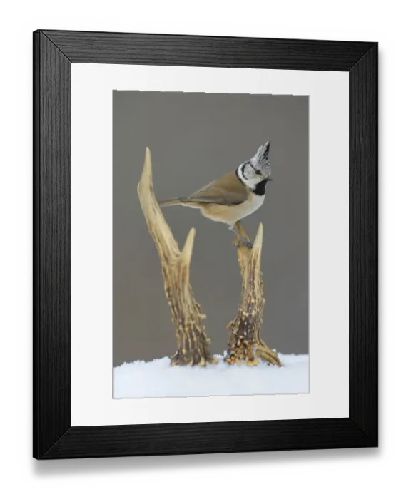 Framed Print : Crested Tit -Lophophanes cristatus- perched on deer antlers in the snow, Swabian Alb biosphere reserve, Baden-Wurttemberg, Germany