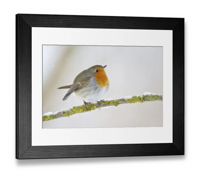 Framed Print : European Robin -Erithacus rubecula- on a wintry branch, North Hesse, Hesse, Germany Framed Print : European Robin -Erithacus rubecula- on a wintry branch, North Hesse, Hesse, Germany