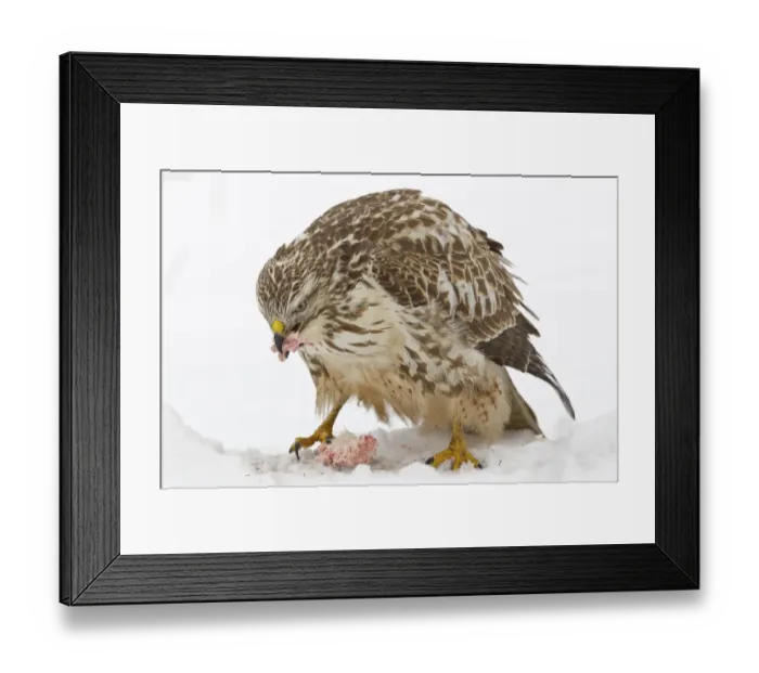 Framed Print : Buzzard -Buteo buteo- in the snow with prey, Hesse, Germany Framed Print : Buzzard -Buteo buteo- in the snow with prey, Hesse, Germany