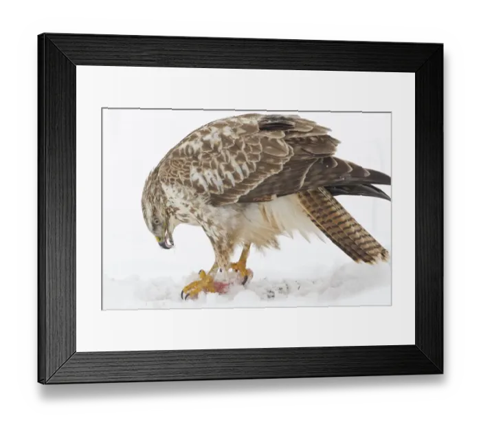 Framed Print : Buzzard -Buteo buteo- in the snow with prey, Hesse, Germany Framed Print : Buzzard -Buteo buteo- in the snow with prey, Hesse, Germany