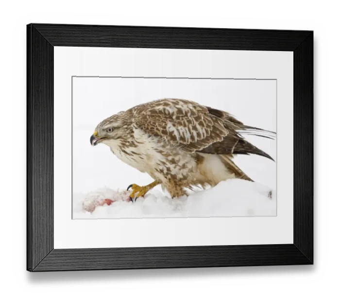 Framed Print : Buzzard -Buteo buteo- in the snow with prey, Hesse, Germany Framed Print : Buzzard -Buteo buteo- in the snow with prey, Hesse, Germany