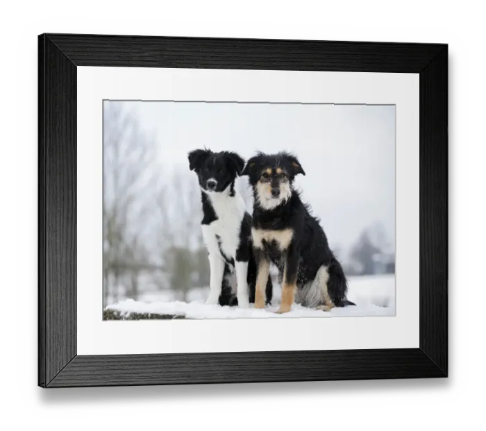 Framed Print : Border Collie puppy, 4 months, sitting on snow-covered rocks with a mixed-breed dog, Satteldorf, Hohenlohe, Baden-Wurttemberg, Germany Framed Print : Border Collie puppy, 4 months, sitting on snow-covered rocks with a mixed-breed dog, Satteldorf, Hohenlohe, Baden-Wurttemberg, Germany