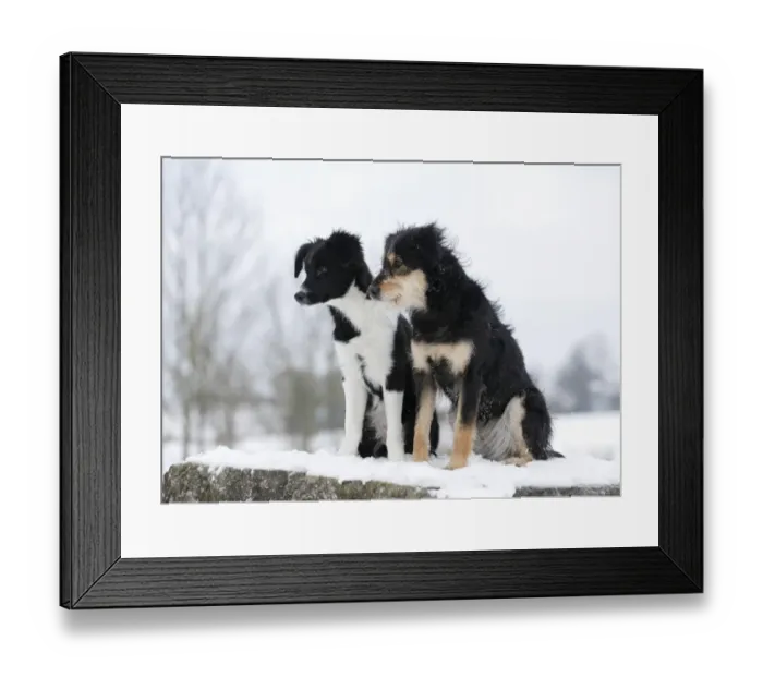 Framed Print : Border Collie puppy, 4 months, sitting on snow-covered rocks with a mixed-breed dog, Satteldorf, Hohenlohe, Baden-Wurttemberg, Germany