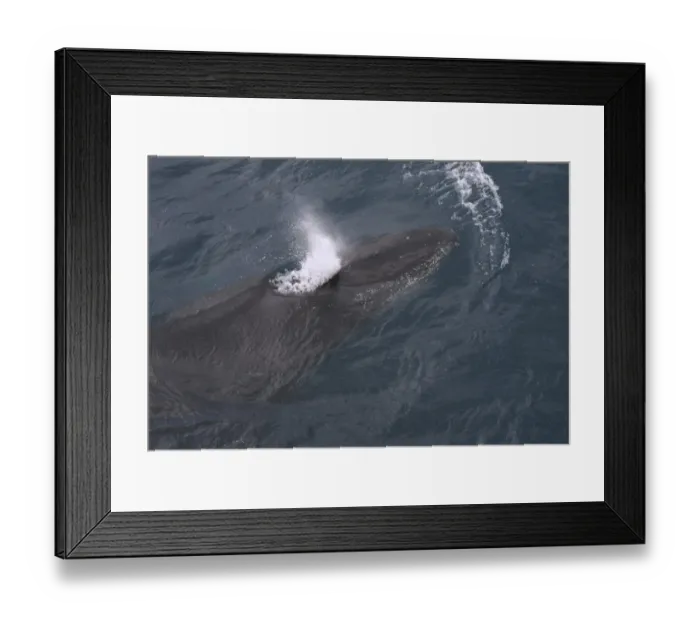 Framed Print : Humpback Whale -Megaptera novaeangliae-, blowing, Gerlache Strait, Antarctic Peninsula, Antarctica Framed Print : Humpback Whale -Megaptera novaeangliae-, blowing, Gerlache Strait, Antarctic Peninsula, Antarctica