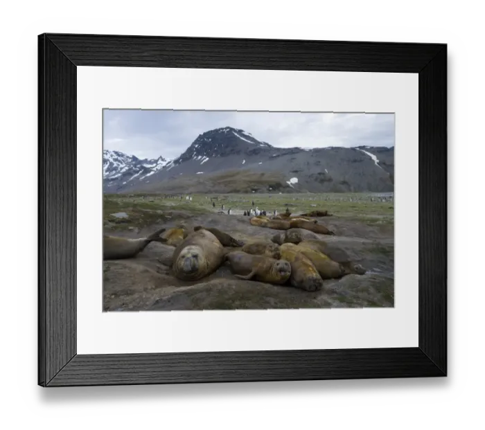 Framed Print : Southern Elephant Seals -Mirounga leonina-, males, various ages, St. Andrews Bay, South Georgia and the South Sandwich Islands, United Kingdom Framed Print : Southern Elephant Seals -Mirounga leonina-, males, various ages, St. Andrews Bay, South Georgia and the South Sandwich Islands, United Kingdom