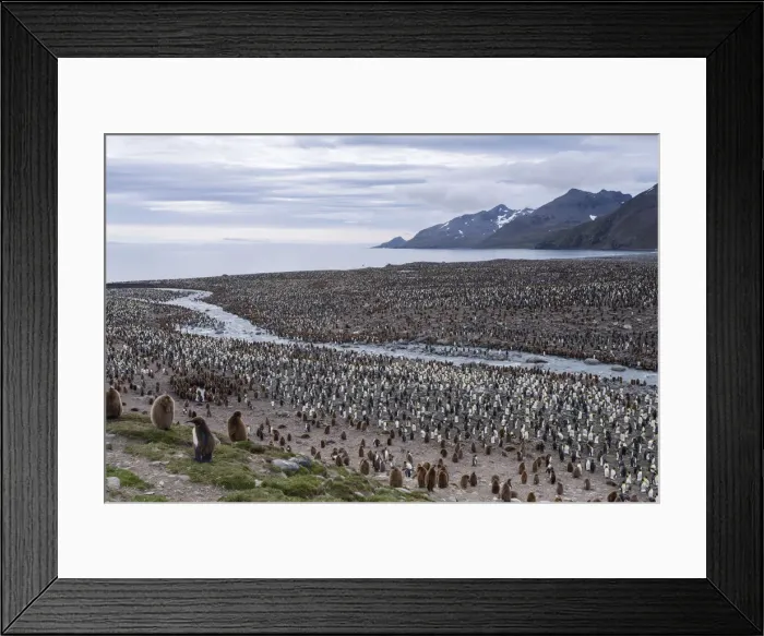 Framed Print : King Penguins -Aptenodytes patagonicus-, King Penguin colony, St. Andrews Bay, South Georgia and the South Sandwich Islands, United Kingdom Framed Print : King Penguins -Aptenodytes patagonicus-, King Penguin colony, St. Andrews Bay, South Georgia and the South Sandwich Islands, United Kingdom
