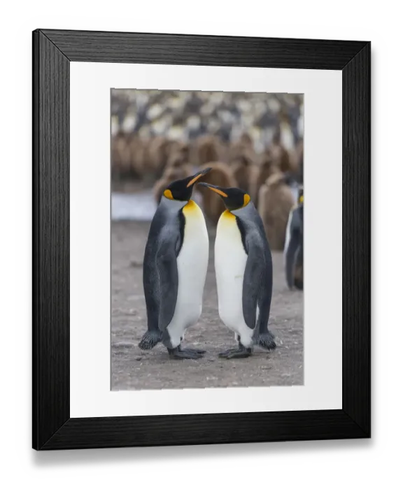 Framed Print : King Penguins -Aptenodytes patagonicus- adult birds, pair in King Penguin colony, St. Andrews Bay, South Georgia and the South Sandwich Islands, United Kingdom Framed Print : King Penguins -Aptenodytes patagonicus- adult birds, pair in King Penguin colony, St. Andrews Bay, South Georgia and the South Sandwich Islands, United Kingdom