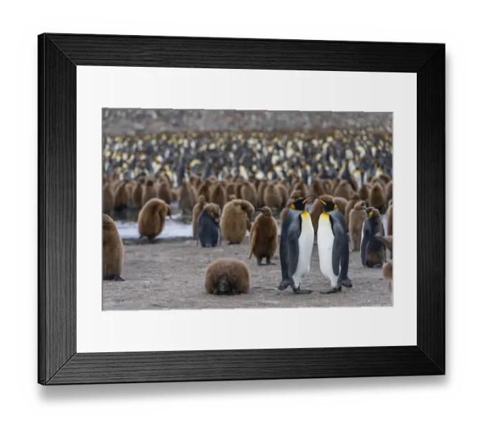 Framed Print : King Penguins -Aptenodytes patagonicus-, adult birds, pair, surrounded by chicks in a King Penguin colony, St. Andrews Bay, South Georgia and the South Sandwich Islands, United Kingdom