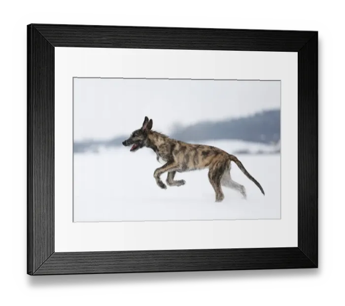 Framed Print : Irish Wolfhound, puppy, 3 months, brindled, running in the snow, Germany Framed Print : Irish Wolfhound, puppy, 3 months, brindled, running in the snow, Germany