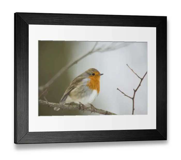 Framed Print : Robin -Erithacus rubecula- perched on twig, Bensberg, Bergisches Land, North Rhine-Westphalia, Germany