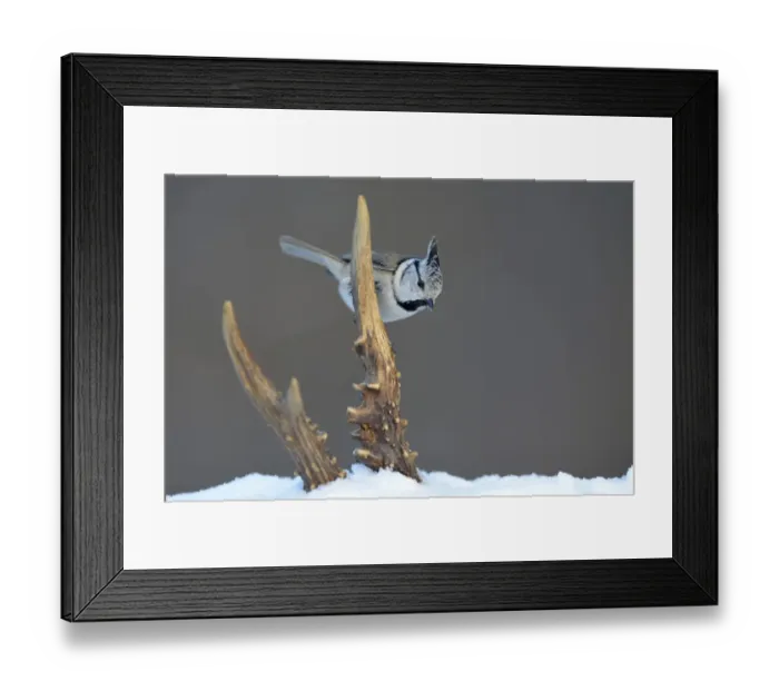 Framed Print : Crested Tit -Lophophanes cristatus- perched on deer antlers in the snow, Swabian Alb biosphere reserve, Baden-Wurttemberg, Germany Framed Print : Crested Tit -Lophophanes cristatus- perched on deer antlers in the snow, Swabian Alb biosphere reserve, Baden-Wurttemberg, Germany