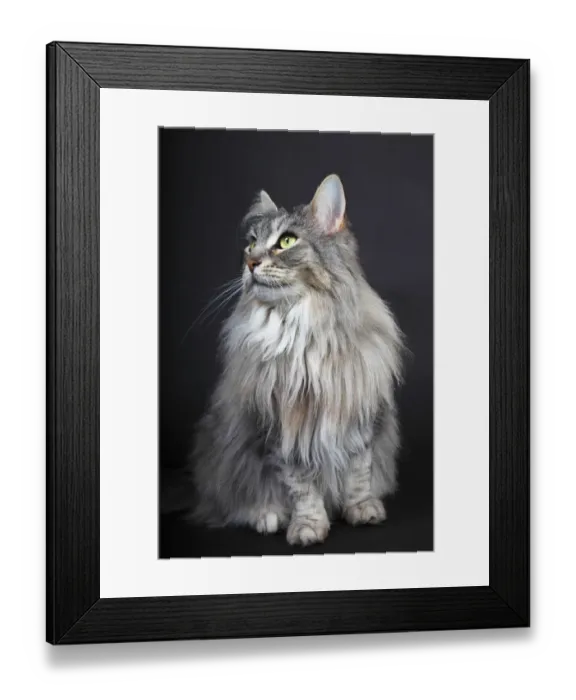 Framed Print : Maine Coon cat, Germany