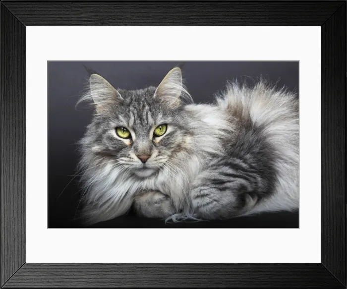 Framed Print : Maine Coon cat, Germany