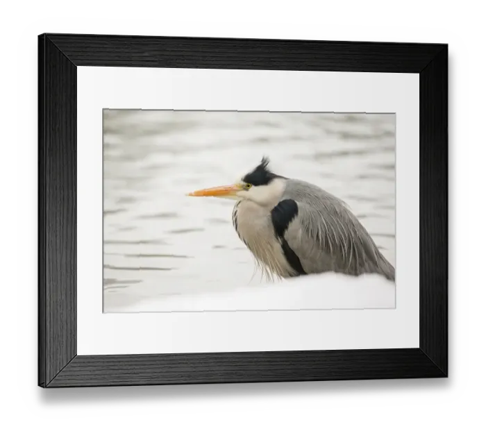 Framed Print : Grey Heron -Ardea cinerea-, on the shore of a pond in winter, Cologne, Rhineland, North Rhine-Westphalia, Germany Framed Print : Grey Heron -Ardea cinerea-, on the shore of a pond in winter, Cologne, Rhineland, North Rhine-Westphalia, Germany
