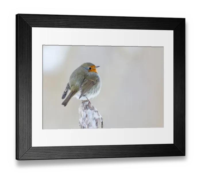 Framed Print : Robin -Erithacus rubecula-, North Hesse, Hesse, Germany Framed Print : Robin -Erithacus rubecula-, North Hesse, Hesse, Germany