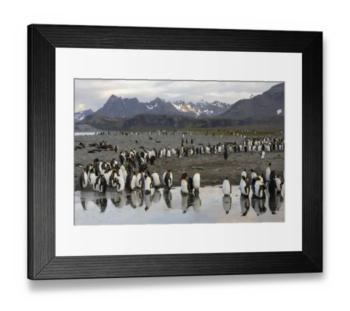 Framed Print : King Penguins -Aptenodytes patagonicus- reflected in water, Salisbury Plain, South Georgia and the South Sandwich Islands, United Kingdom Framed Print : King Penguins -Aptenodytes patagonicus- reflected in water, Salisbury Plain, South Georgia and the South Sandwich Islands, United Kingdom