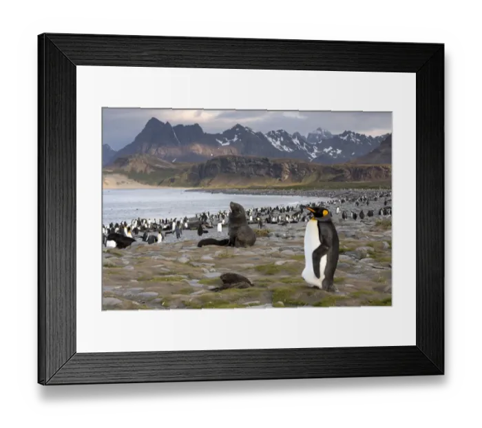 Framed Print : King Penguin -Aptenodytes patagonicus- and an Antarctic Fur Seal -Arctocephalus gazella- in a King Penguin colony, Salisbury Plain, South Georgia and the South Sandwich Islands, United Kingdom Framed Print : King Penguin -Aptenodytes patagonicus- and an Antarctic Fur Seal -Arctocephalus gazella- in a King Penguin colony, Salisbury Plain, South Georgia and the South Sandwich Islands, United Kingdom