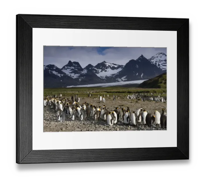Framed Print : King Penguins -Aptenodytes patagonicus- in front of glaciers and a mountain scenery, bei Salisbury Plain, South Georgia and the South Sandwich Islands, United Kingdom Framed Print : King Penguins -Aptenodytes patagonicus- in front of glaciers and a mountain scenery, bei Salisbury Plain, South Georgia and the South Sandwich Islands, United Kingdom